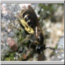 Lasioglossum sexstrigatum - Furchenbiene 03 5mm.jpg